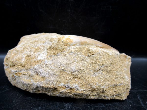 Genuine Cretaceous Age Elasmosaur Tooth in Matrix Fossil for Sale from Morocco #2a