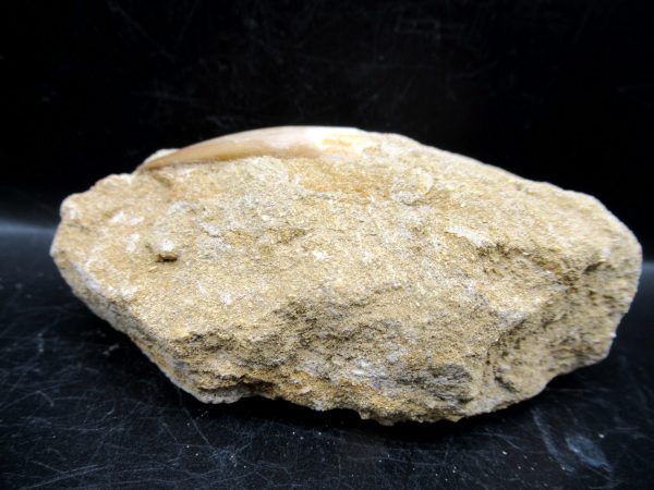 Genuine Cretaceous Age Elasmosaur Tooth in Matrix Fossil for Sale from Morocco #2b