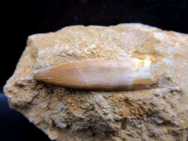 Genuine Cretaceous Age Elasmosaur Tooth in Matrix Fossil for Sale from Morocco #2c