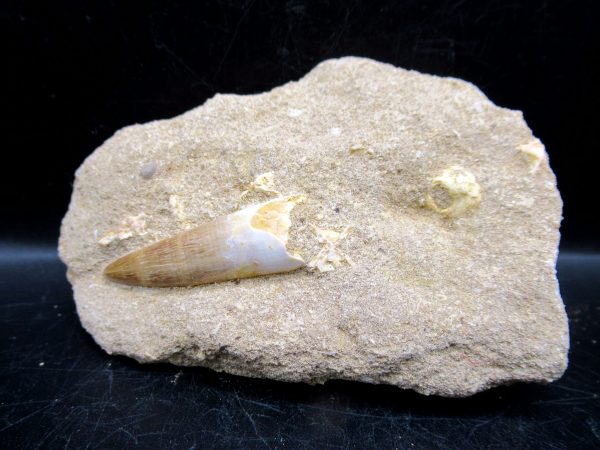 Genuine Cretaceous Age Elasmosaur Tooth in Matrix Fossil for Sale from Morocco #3