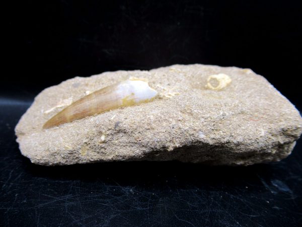 Genuine Cretaceous Age Elasmosaur Tooth in Matrix Fossil for Sale from Morocco #3a