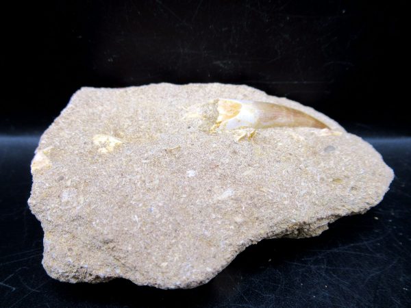 Genuine Cretaceous Age Elasmosaur Tooth in Matrix Fossil for Sale from Morocco #3b