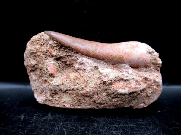 Genuine Cretaceous Age Elasmosaur Tooth in Matrix Fossil for Sale from Morocco #4