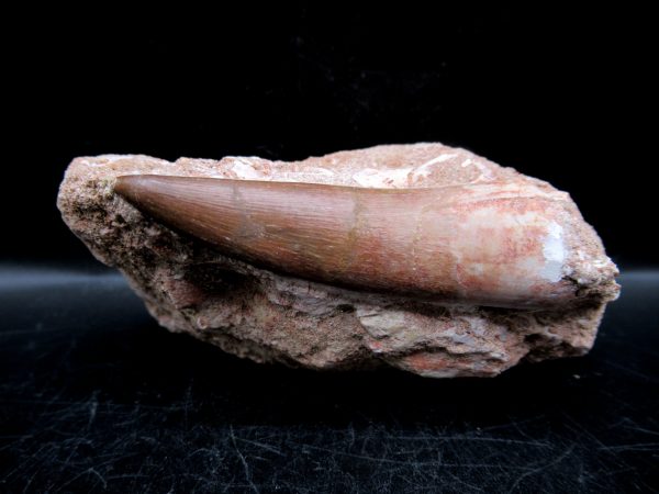 Genuine Cretaceous Age Elasmosaur Tooth in Matrix Fossil for Sale from Morocco #4a