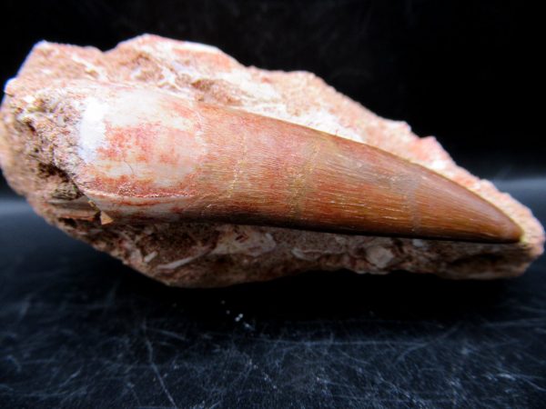 Genuine Cretaceous Age Elasmosaur Tooth in Matrix Fossil for Sale from Morocco #4c