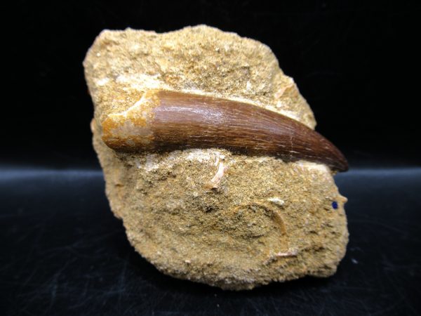 Genuine Cretaceous Age Elasmosaur Tooth in Matrix Fossil for Sale from Morocco #6