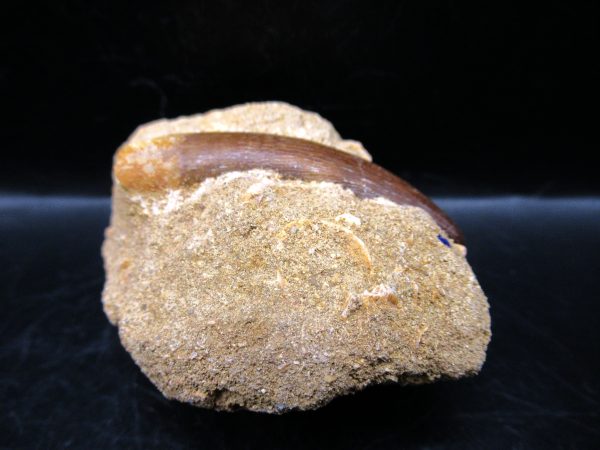 Genuine Cretaceous Age Elasmosaur Tooth in Matrix Fossil for Sale from Morocco #6a