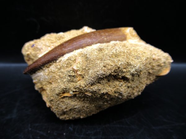 Genuine Cretaceous Age Elasmosaur Tooth in Matrix Fossil for Sale from Morocco #6b