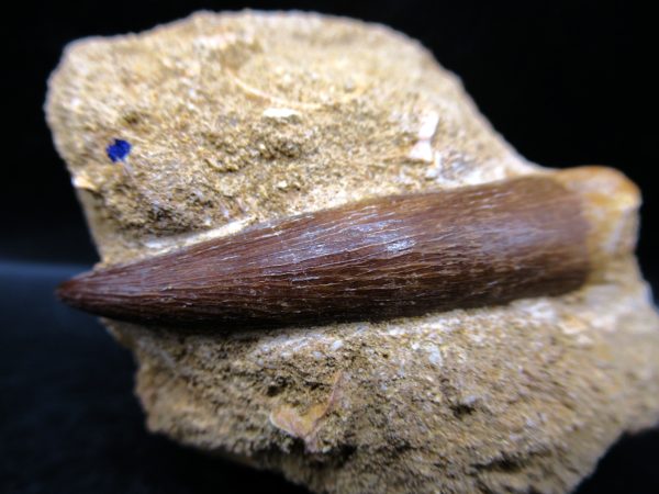 Genuine Cretaceous Age Elasmosaur Tooth in Matrix Fossil for Sale from Morocco #6c