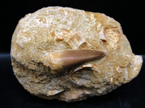 Genuine Cretaceous Age Elasmosaur Tooth in Matrix Fossil for Sale from Morocco #7