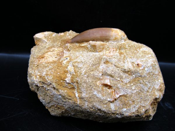 Genuine Cretaceous Age Elasmosaur Tooth in Matrix Fossil for Sale from Morocco #7b