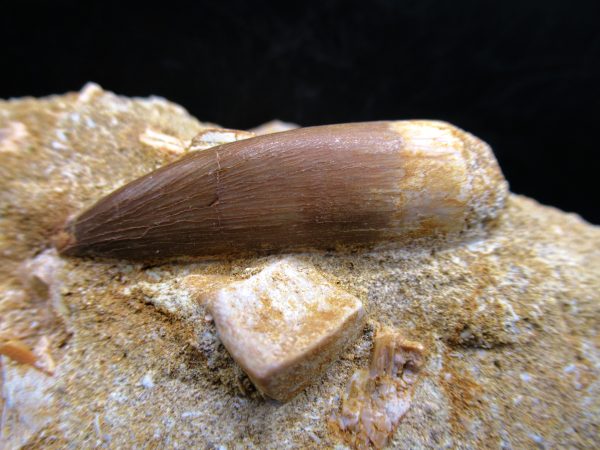 Genuine Cretaceous Age Elasmosaur Tooth in Matrix Fossil for Sale from Morocco #7c