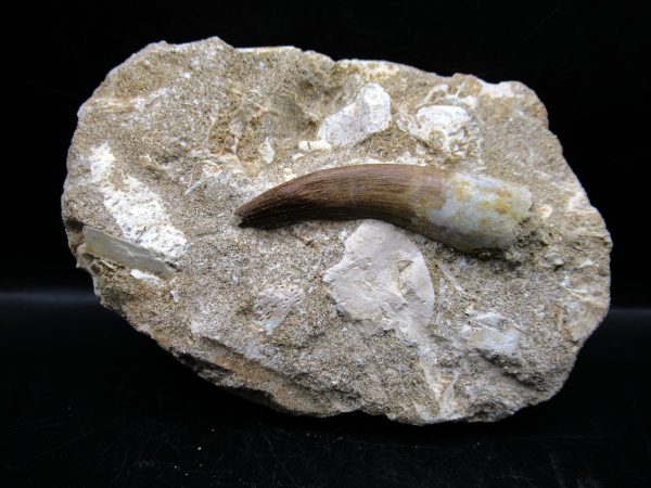 Genuine Cretaceous Age Elasmosaur Tooth in Matrix Fossil for Sale from Morocco #8