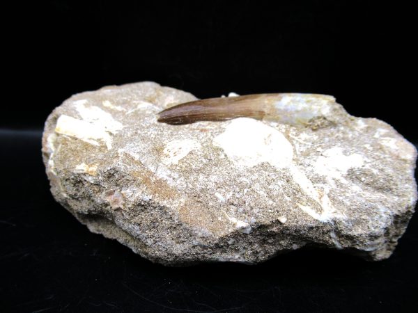 Genuine Cretaceous Age Elasmosaur Tooth in Matrix Fossil for Sale from Morocco #8a