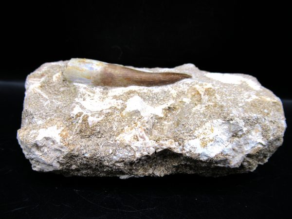 Genuine Cretaceous Age Elasmosaur Tooth in Matrix Fossil for Sale from Morocco #8b