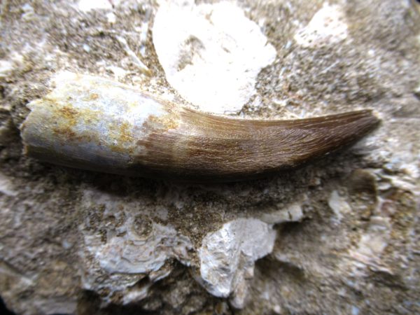 Genuine Cretaceous Age Elasmosaur Tooth in Matrix Fossil for Sale from Morocco #8c