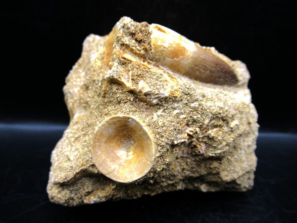 Genuine Cretaceous Age Elasmosaur Tooth in Matrix Fossil for Sale from Morocco #9