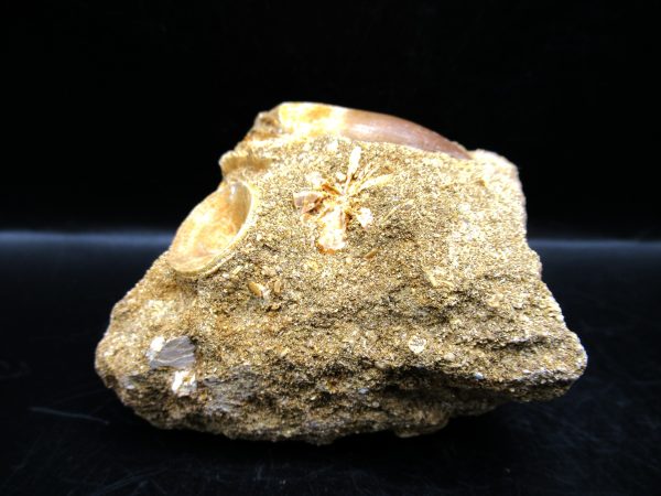 Genuine Cretaceous Age Elasmosaur Tooth in Matrix Fossil for Sale from Morocco #9a