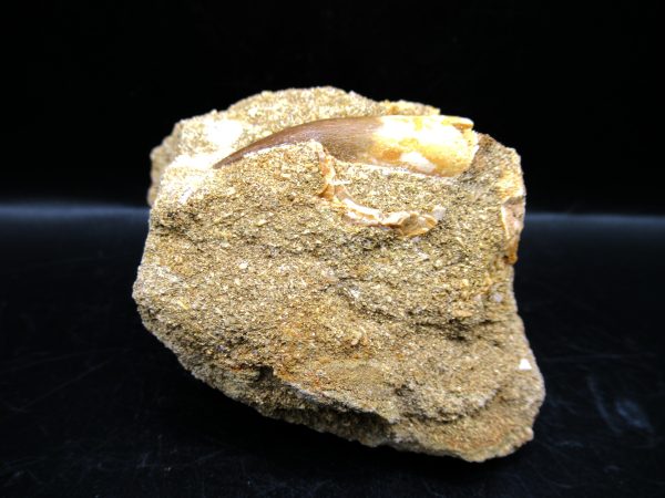 Genuine Cretaceous Age Elasmosaur Tooth in Matrix Fossil for Sale from Morocco #9b