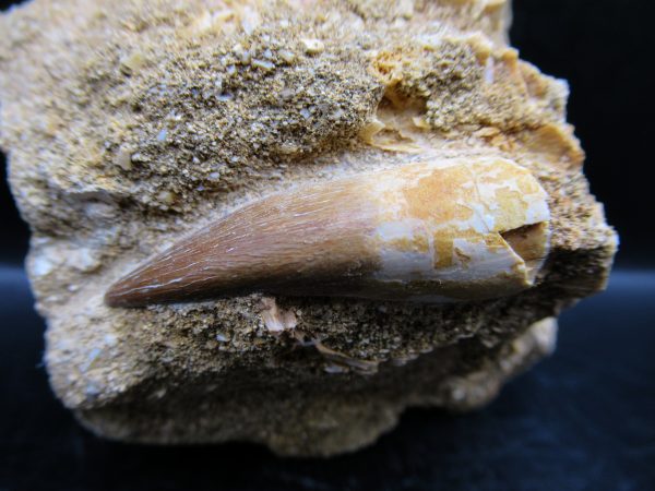 Genuine Cretaceous Age Elasmosaur Tooth in Matrix Fossil for Sale from Morocco #9c