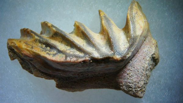 Cretaceous Lungfish Tooth (Ceratodus) #14