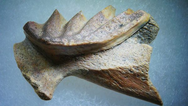 Cretaceous Lungfish Tooth (Ceratodus) #15