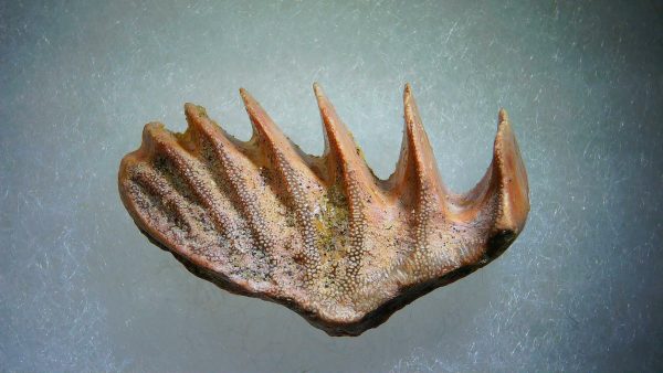 Cretaceous Lungfish Tooth (Ceratodus) #5