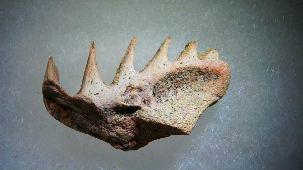 Cretaceous Lungfish Tooth (Ceratodus) #5 - Image 2