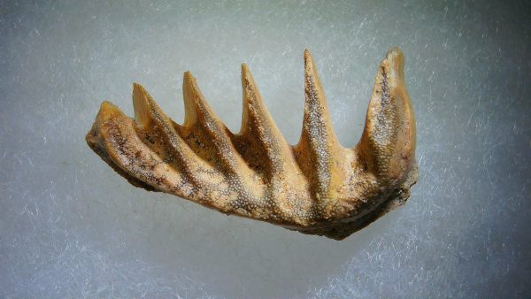 Cretaceous Lungfish Tooth (Ceratodus) #6