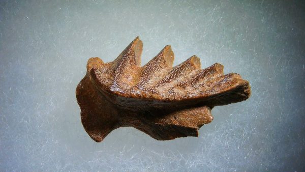 Cretaceous Lungfish Tooth (Ceratodus) #7