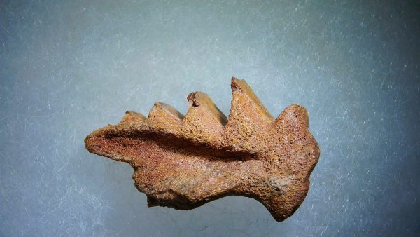 Cretaceous Lungfish Tooth (Ceratodus) #7 - Image 2