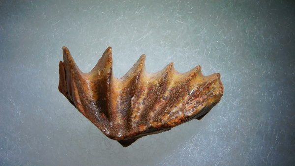 Cretaceous Lungfish Tooth (Ceratodus) #9