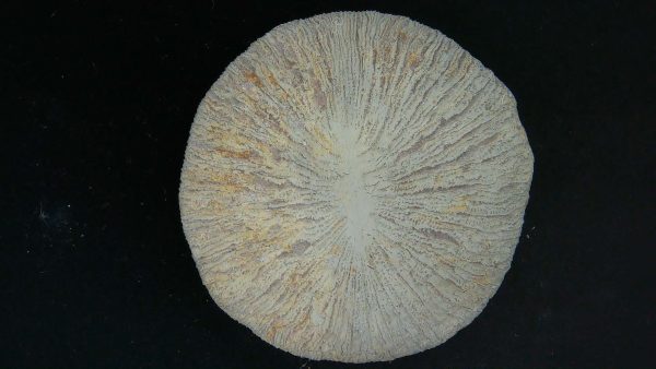 Genuine Cycloceris Solitary Coral From Morocco For Sale #10a