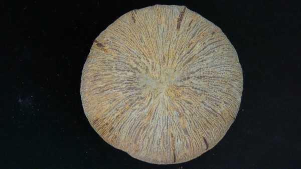 Genuine Cycloceris Solitary Coral From Morocco For Sale #11a