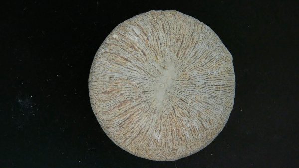 Genuine Cycloceris Solitary Coral From Morocco For Sale #12a