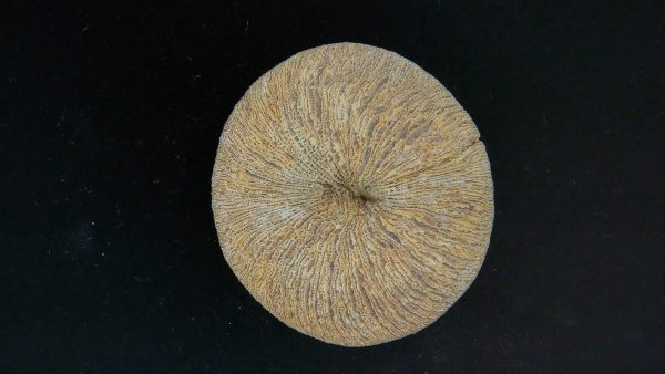 Genuine Cycloceris Solitary Coral From Morocco For Sale #14a