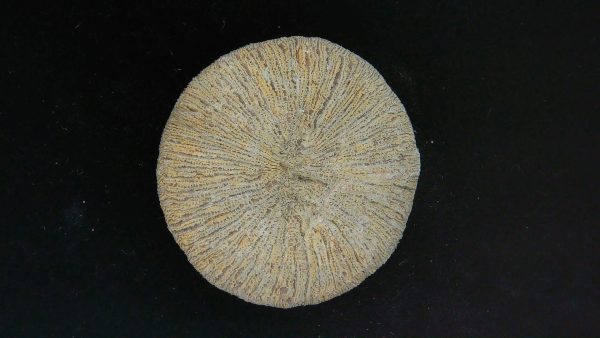 Genuine Cycloceris Solitary Coral From Morocco For Sale #16a