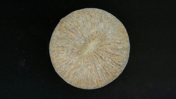 Genuine Cycloceris Solitary Coral From Morocco For Sale #17a