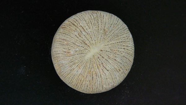 Genuine Cycloceris Solitary Coral From Morocco For Sale #18a