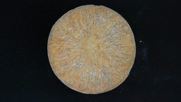 Genuine Cycloceris Solitary Coral From Morocco For Sale #1a