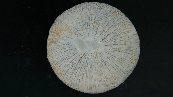 Genuine Cycloceris Solitary Coral From Morocco For Sale #20a