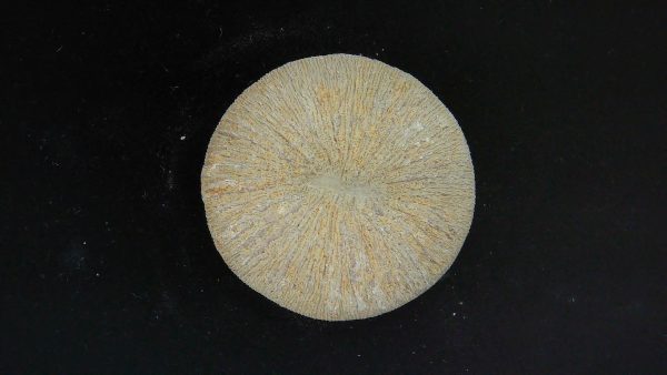 Genuine Cycloceris Solitary Coral From Morocco For Sale #23a