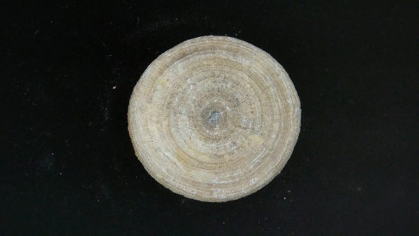 Genuine Cycloceris Solitary Coral From Morocco For Sale #24