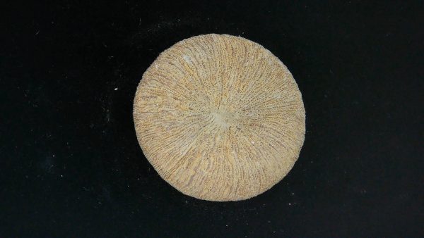 Genuine Cycloceris Solitary Coral From Morocco For Sale #24a