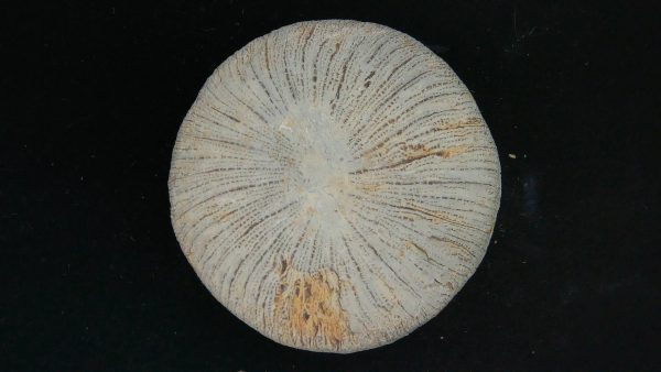 Genuine Cycloceris Solitary Coral From Morocco For Sale #2a