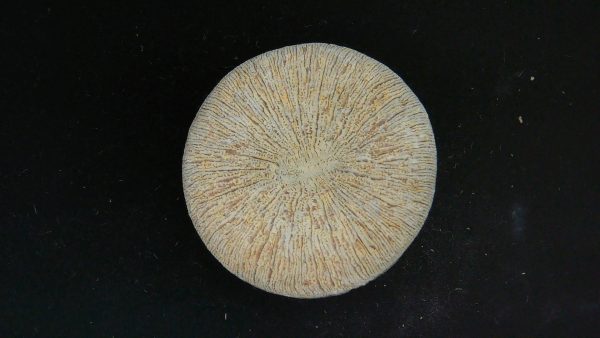 Genuine Cycloceris Solitary Coral From Morocco For Sale #4a