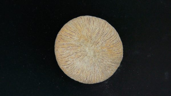 Genuine Cycloceris Solitary Coral From Morocco For Sale #6a