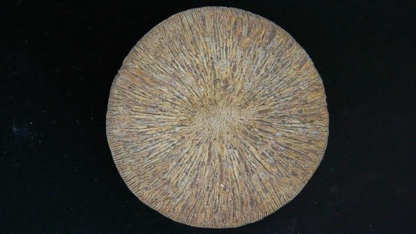 Genuine Cycloceris Solitary Coral From Morocco For Sale #7a