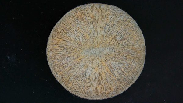 Genuine Cycloceris Solitary Coral From Morocco For Sale #8a