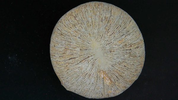 Genuine Cycloceris Solitary Coral From Morocco For Sale #9a